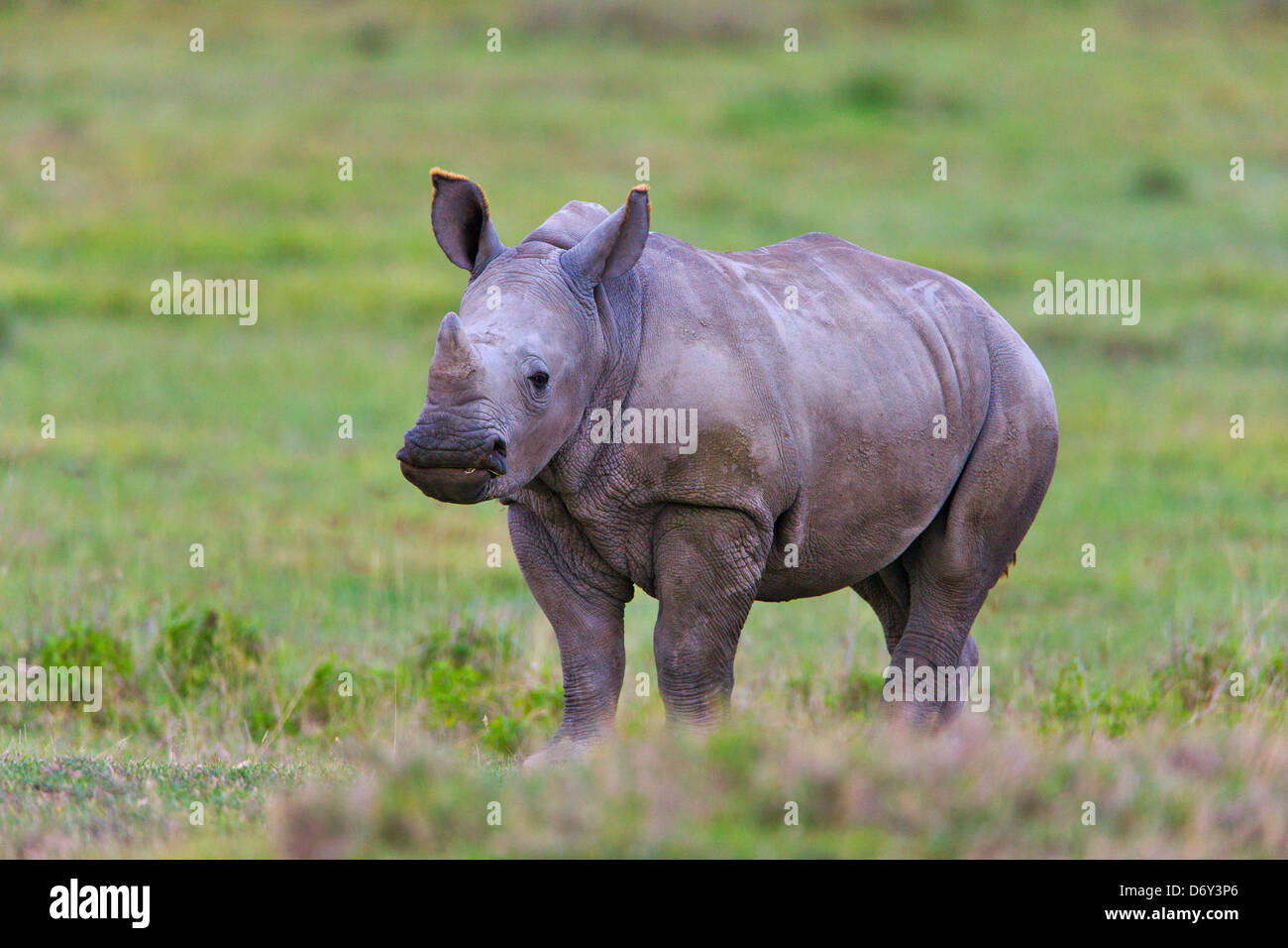 Black Rhino (Diceros bicornis) cub, Nakuru, Kenya Stock Photo