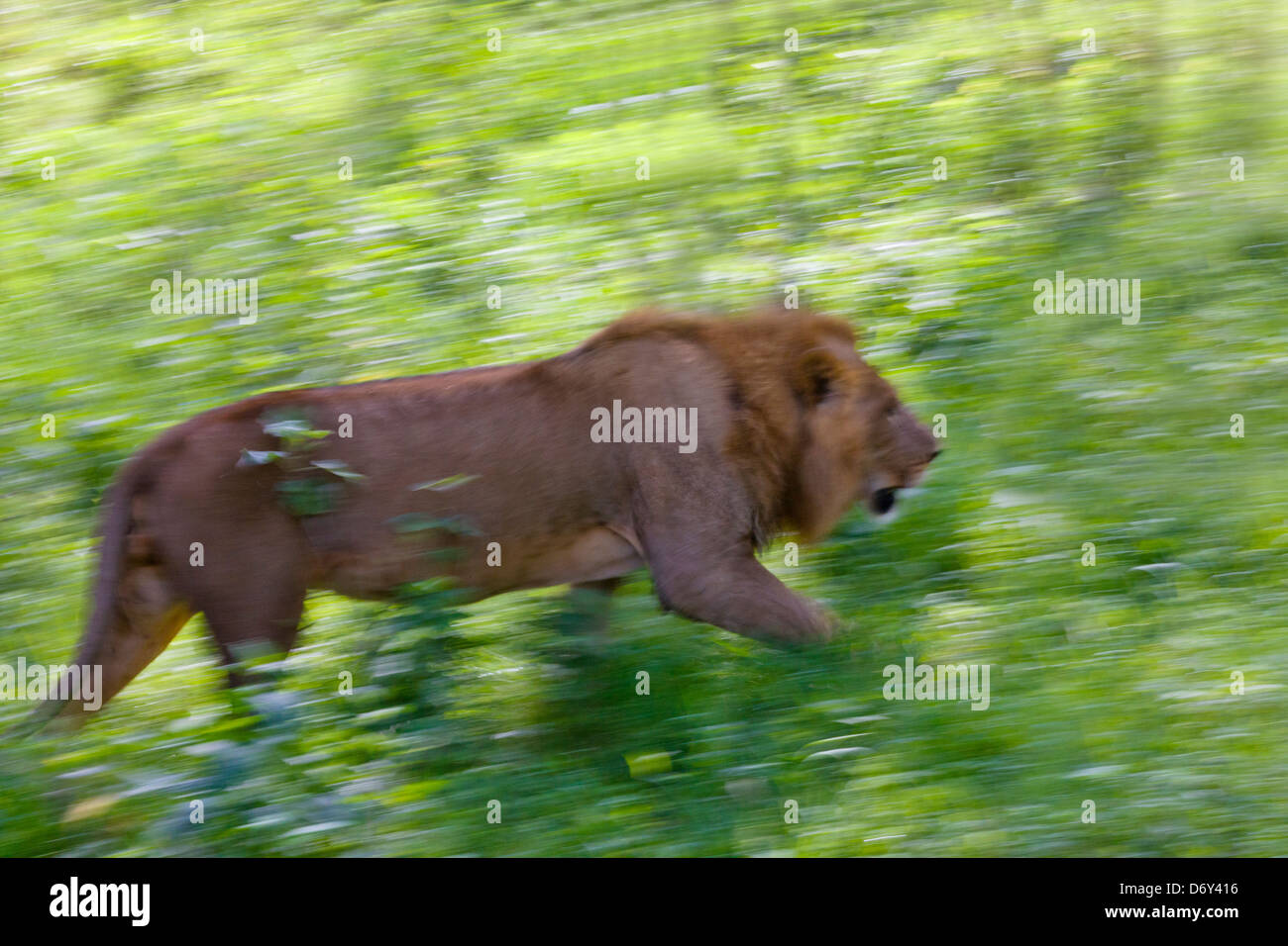 Lion, Nakuru, Kenya Stock Photo