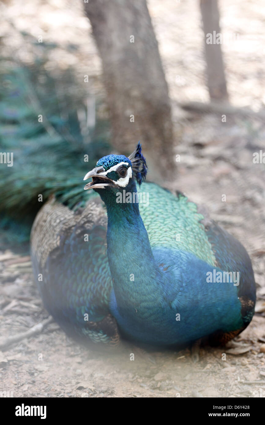 A Picture Candid the Peacock is Skeptic. Stock Photo