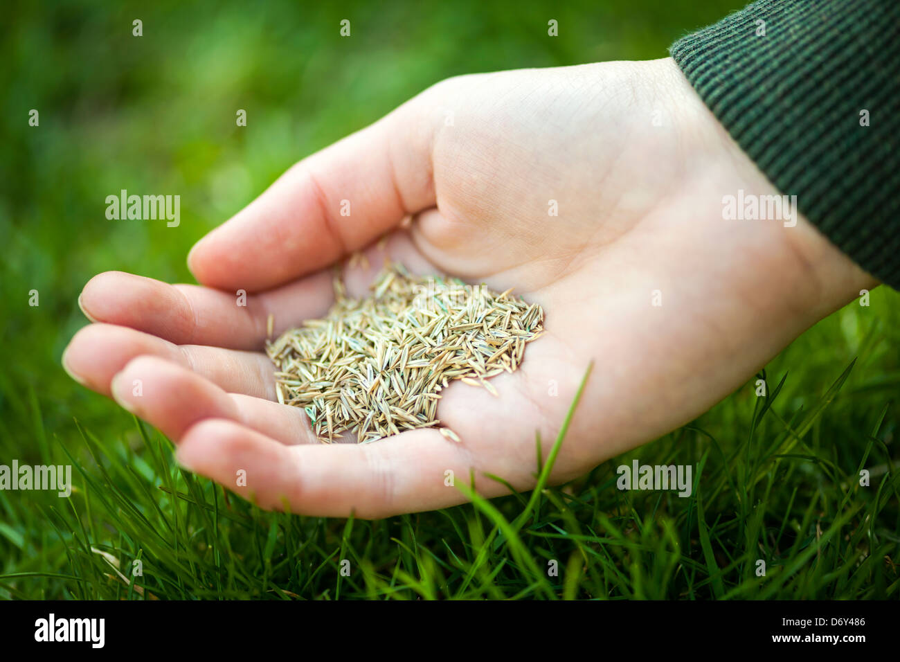 Overseeding lawn hires stock photography and images Alamy