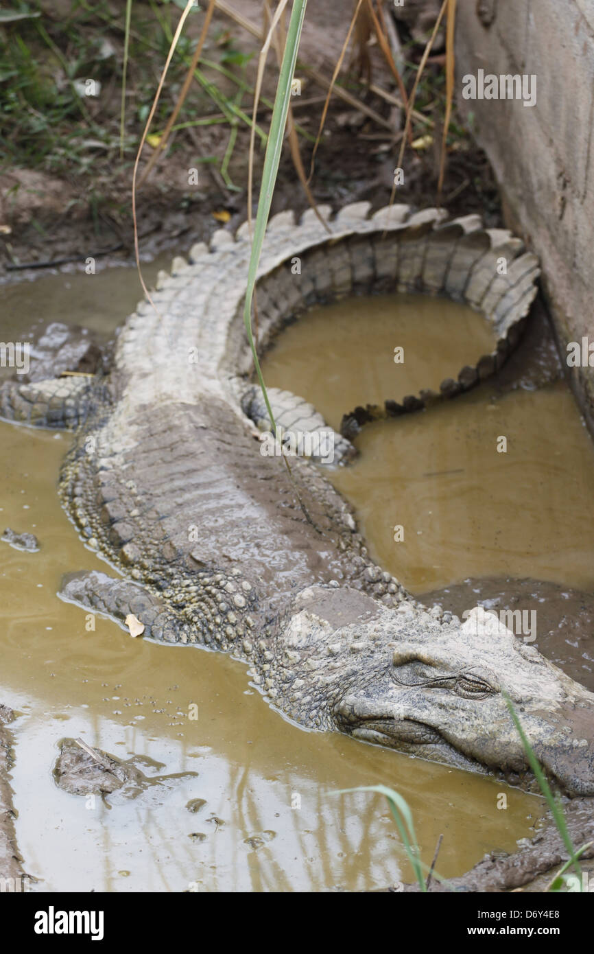 Cayman crocodile in water hi res stock photography and images Alamy