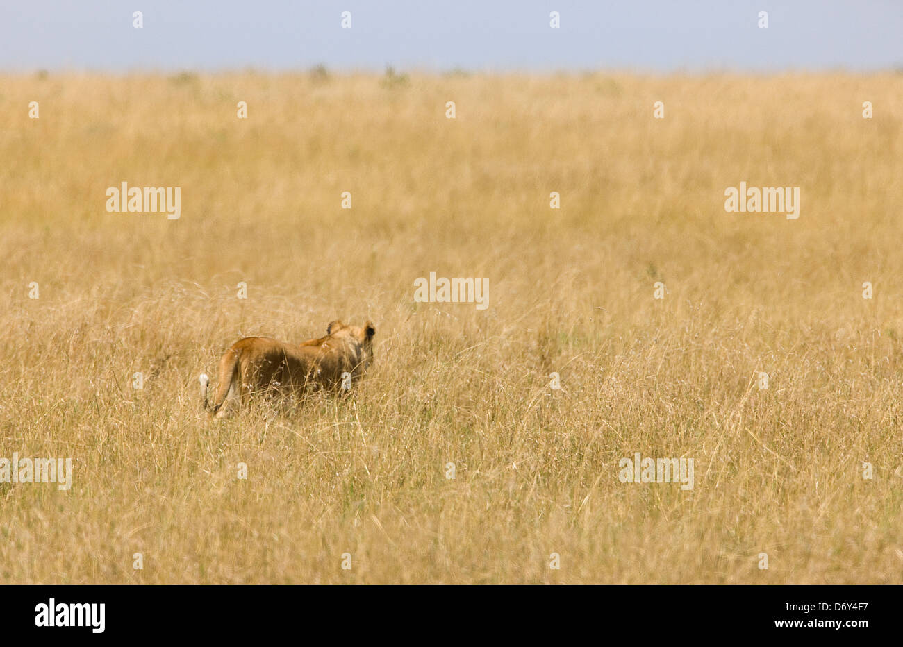 Masai mara lion hi-res stock photography and images - Alamy