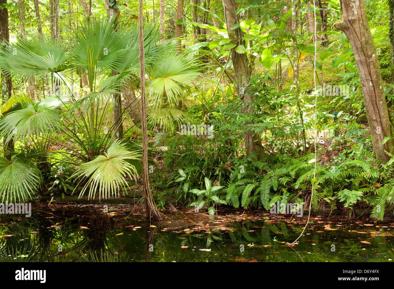 rainforest scenery in North Queensland Stock Photo
