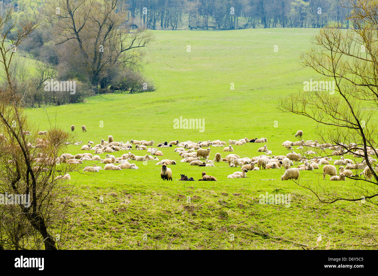 Flock of sheep grazing in the mountains Stock Photo - Alamy