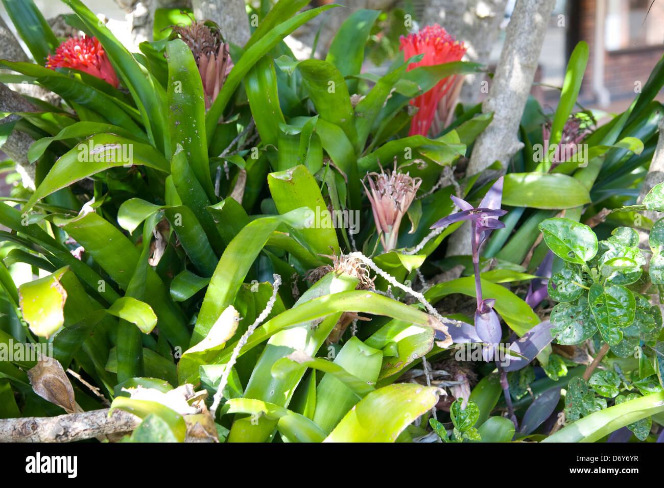 bromeliad plants with red flowers in sydney,Australia Stock Photo