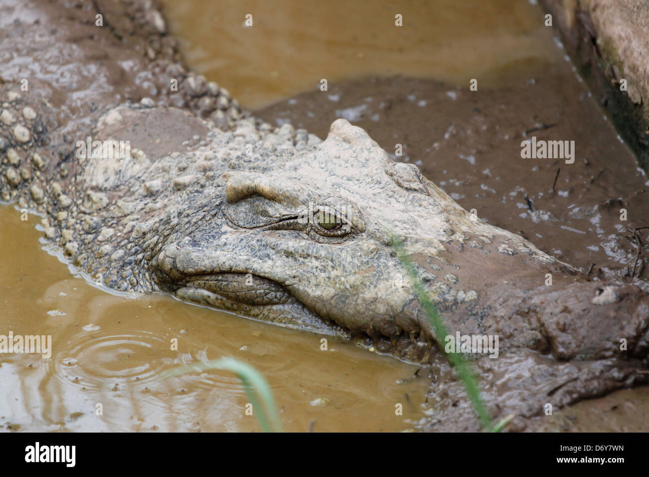 The Crocodile Relaxation in hot days. Stock Photo