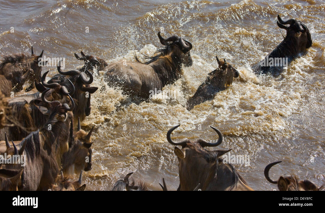 Wildebeest migration, crossing the Masai River, Masai Mara, Kenya Stock Photo