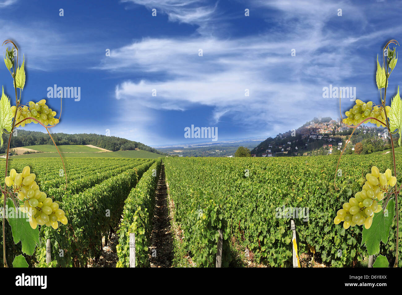photo montages of vines and grapes for wine grapes and the wines of France Stock Photo