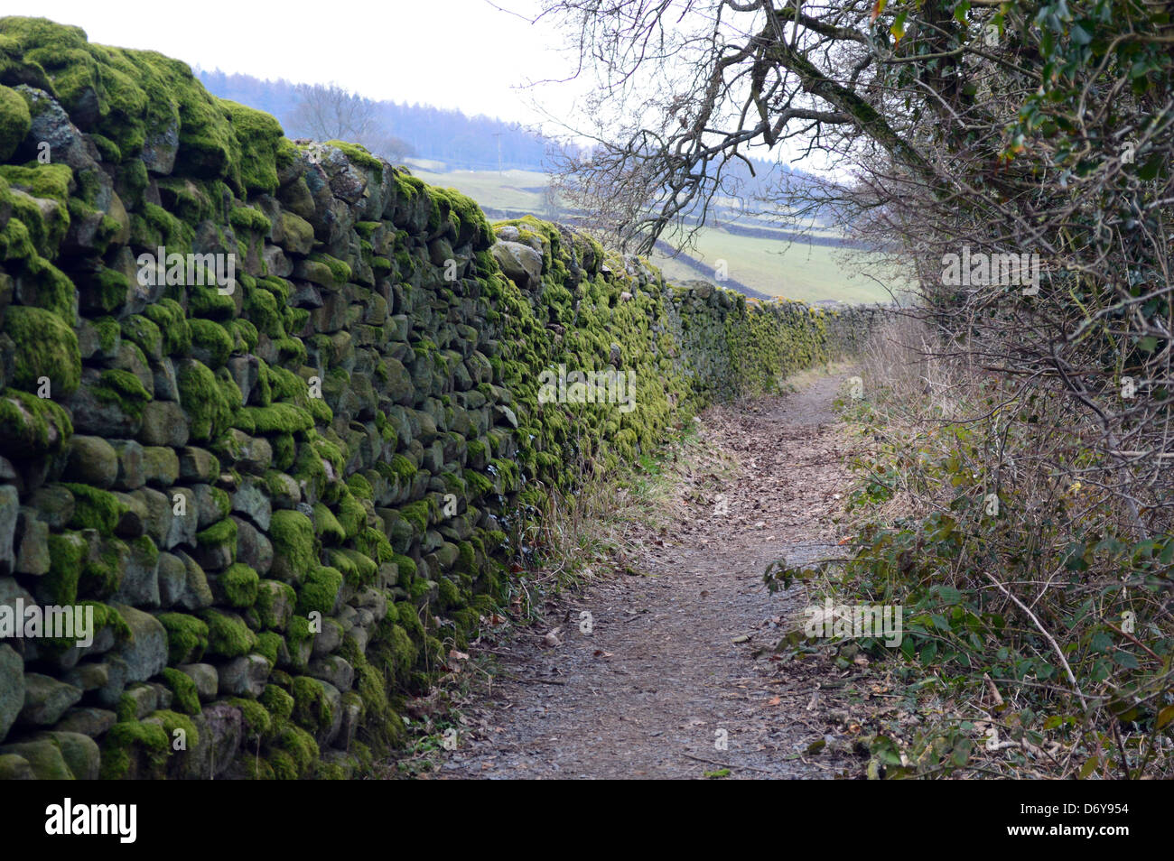 Green Moss Covered Dry Stone Wall on The Dales Way Long Distance Footpath near Howgill Wharfedale Yorkshire Stock Photo