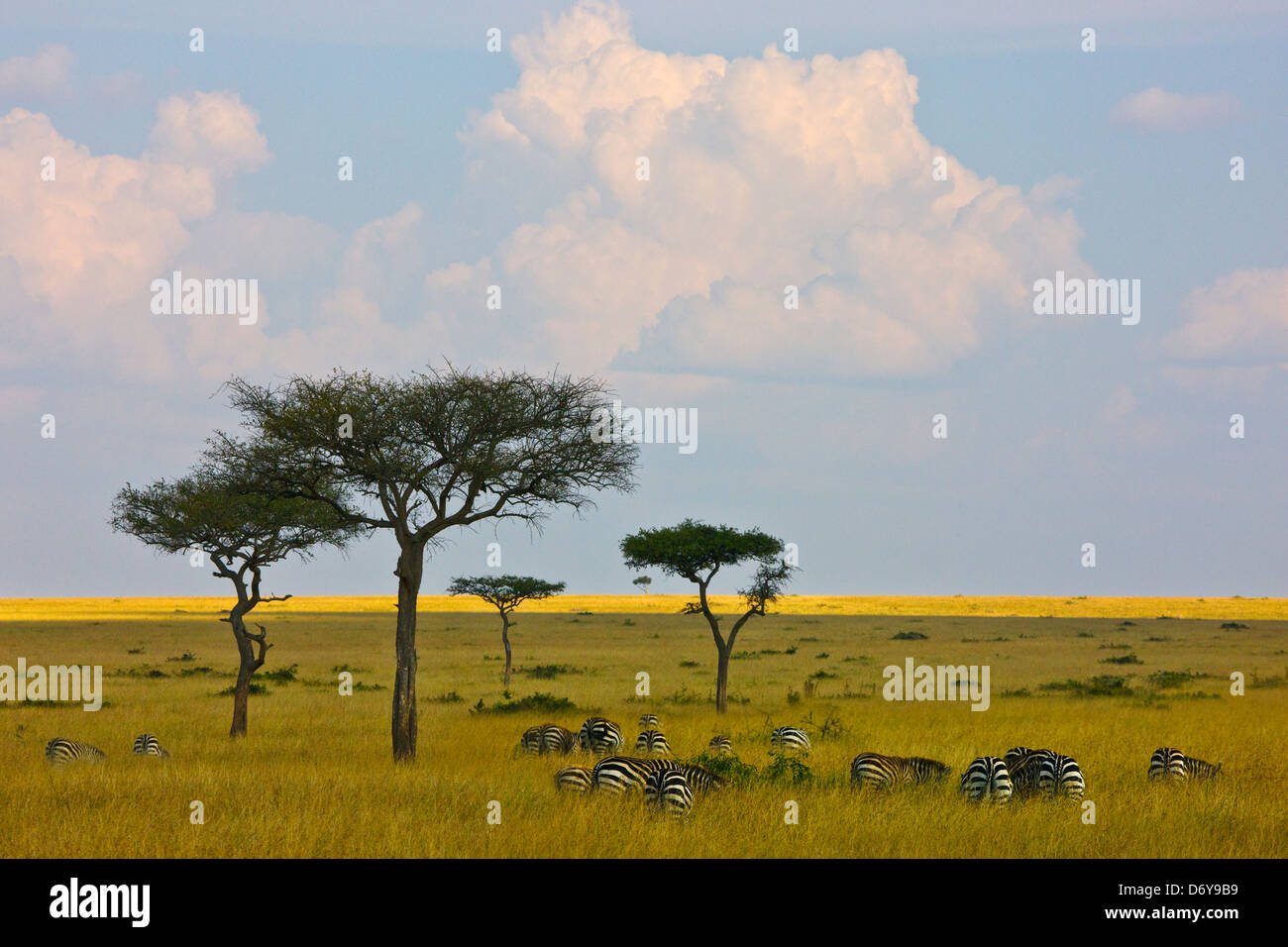 Africa kenya animals savannah hi-res stock photography and images - Alamy