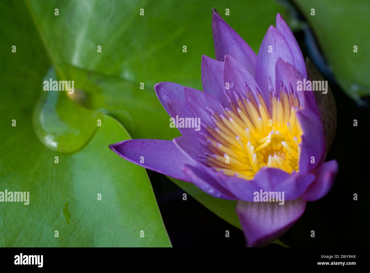 Blue water lily opening in the morning Thailand Stock Photo Alamy