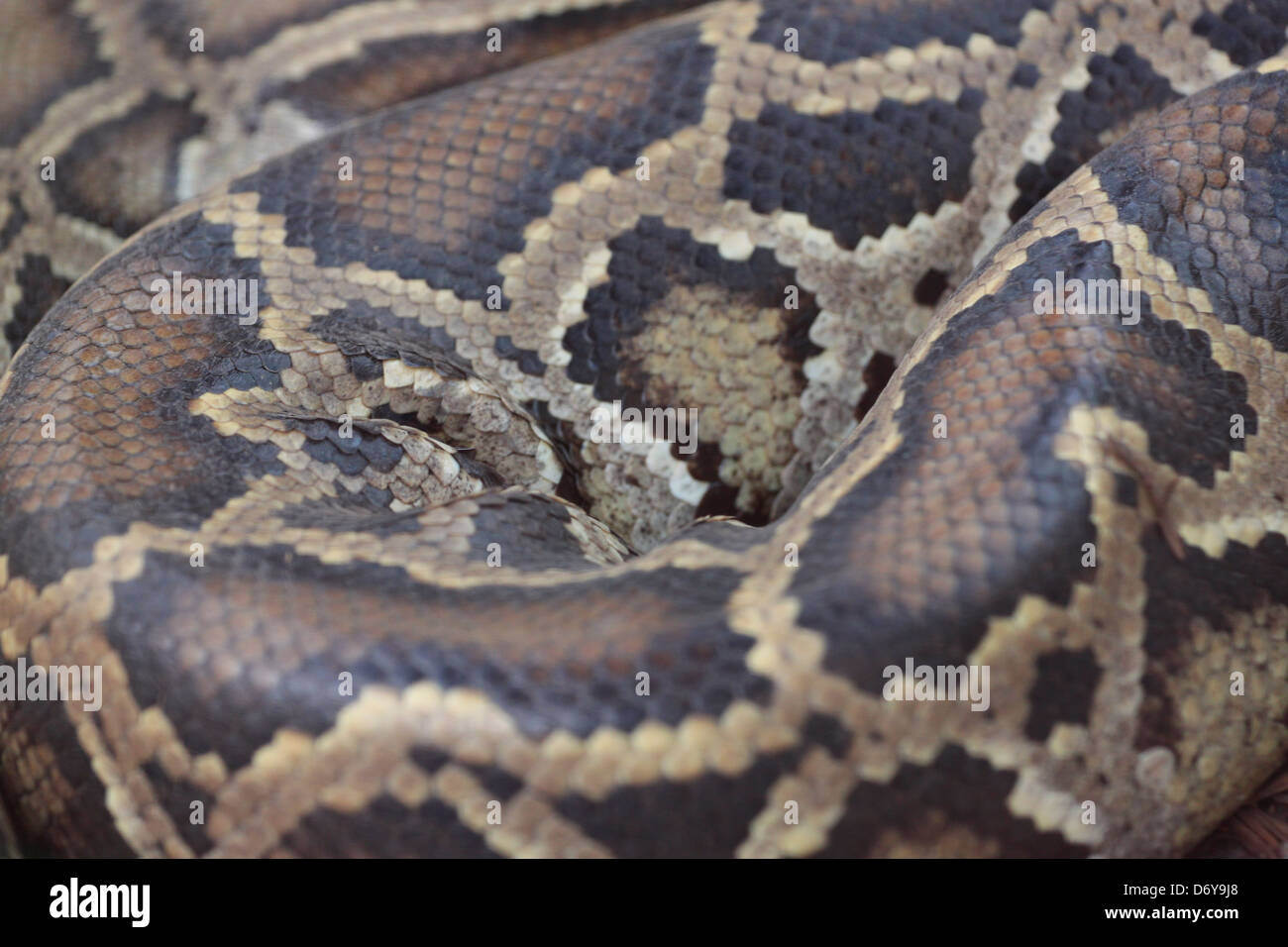 The Boa of Thailand,It a skin snake. Stock Photo
