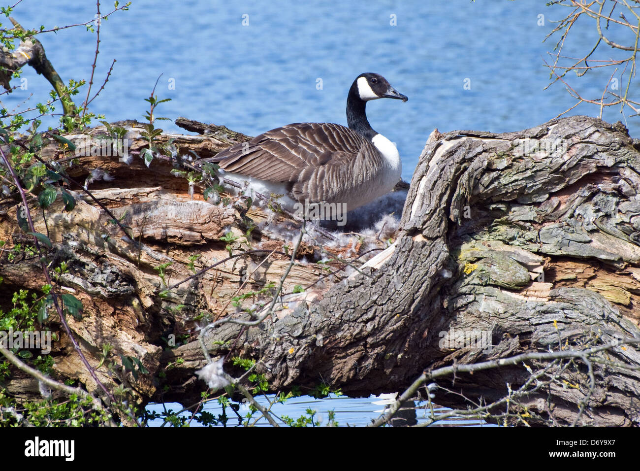 Canada goose nesting Stock Photo - Alamy