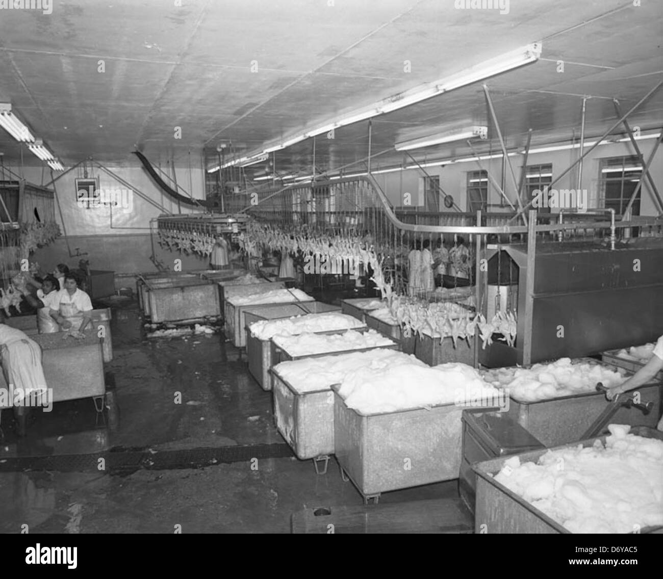 Poultry processing facility Stock Photo - Alamy