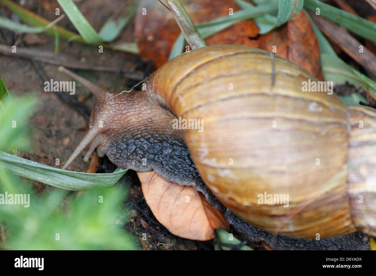 The Gastropod in The Vegetables Garden. Stock Photo