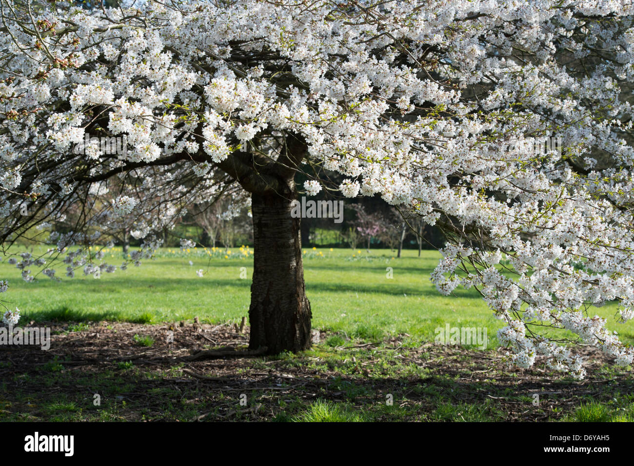 Page 3 Prunus X Yedoensis High Resolution Stock Photography And Images Alamy Page 3 Prunus X Yedoensis High Resolution Stock Photography And Images Alamy