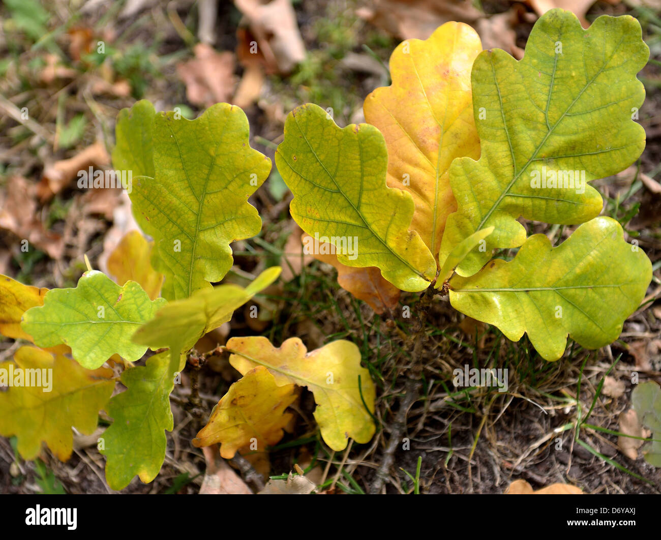 Colored fall autumn oak leaves hi-res stock photography and images - Alamy