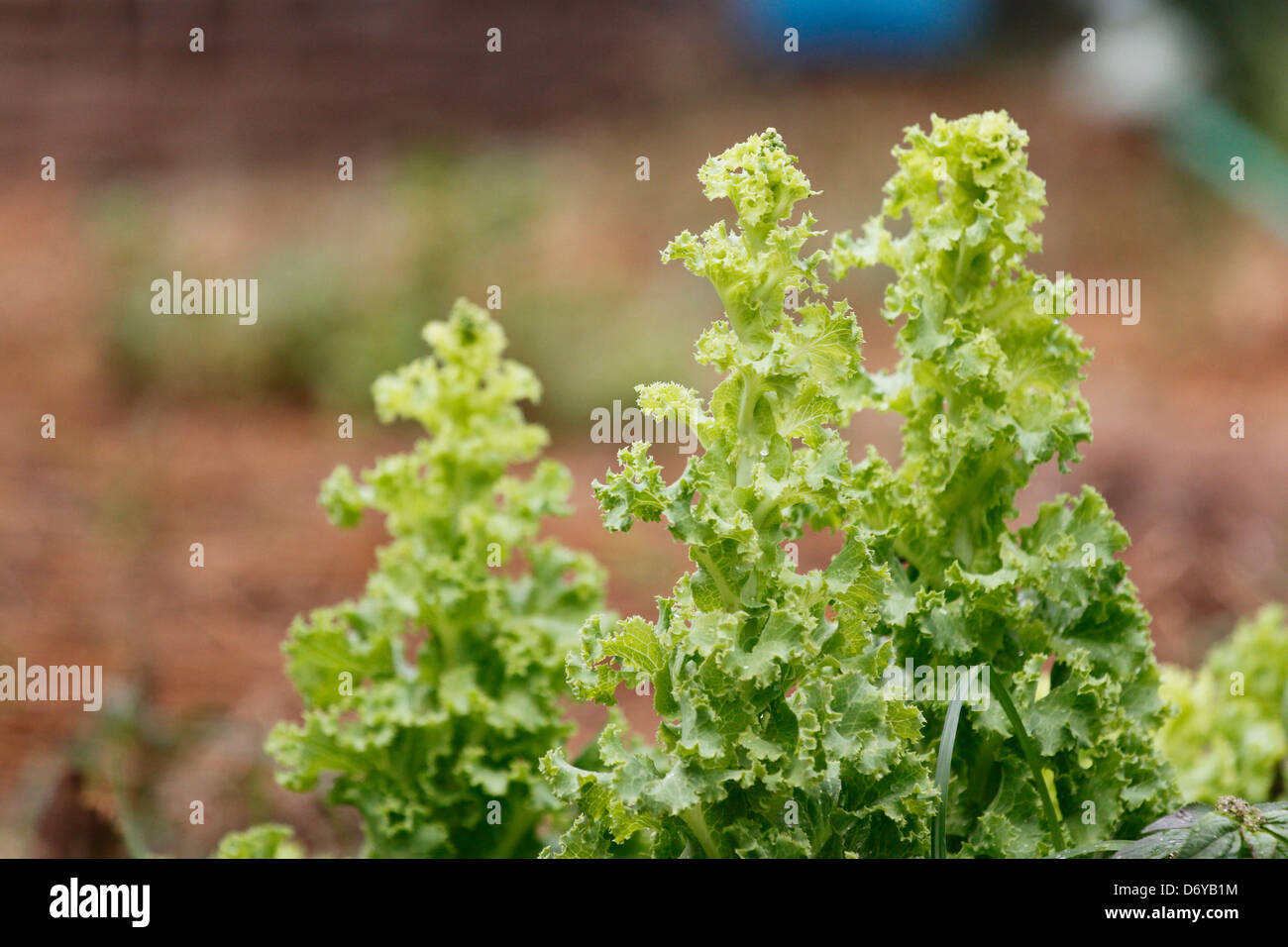 The Green Lettuce in Vegetable plot. Stock Photo
