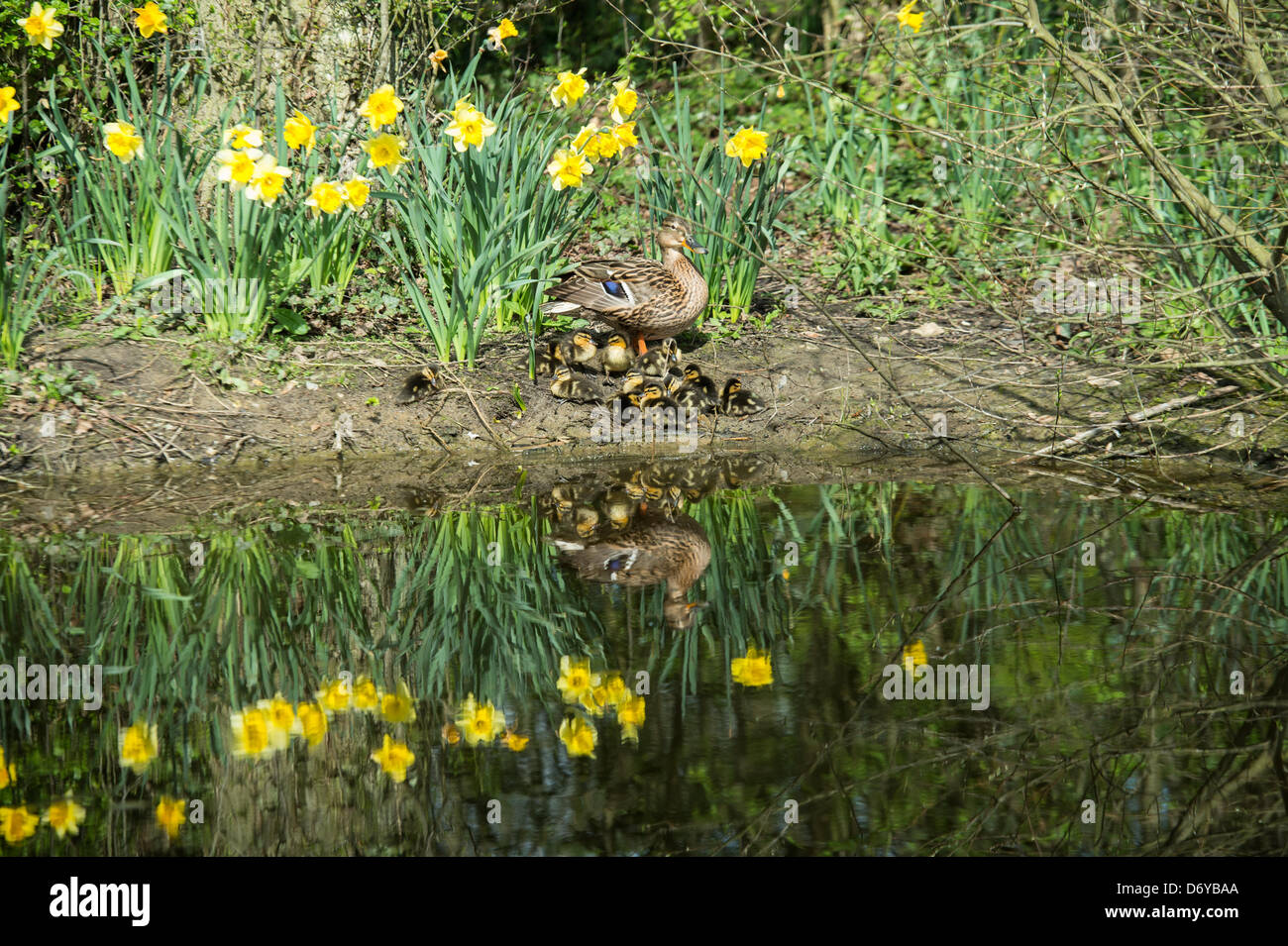 Female duck with a brood of ducklings a the edge of a pond with Spring Daffodils reflected in the water. Stock Photo