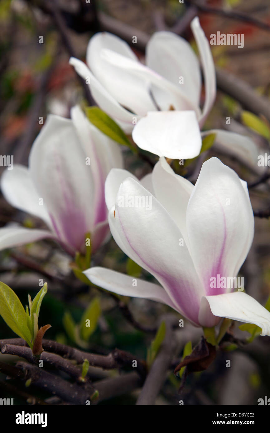 Lilac and magnolia trees hi-res stock photography and images - Alamy