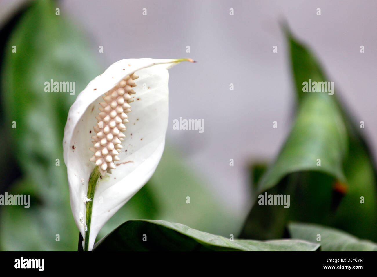 Details of a white Spadix. Stock Photo