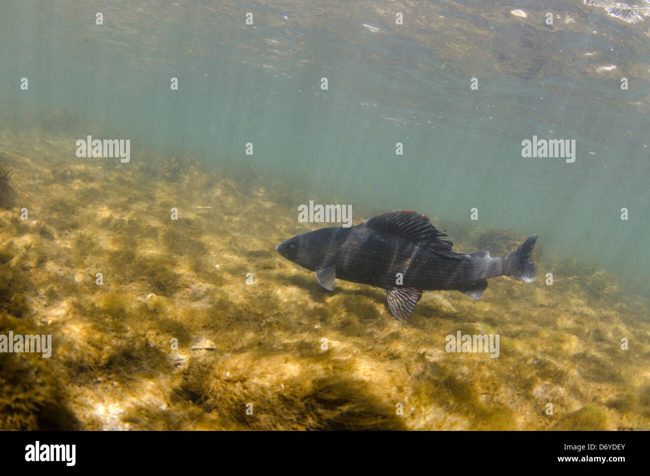 Large female grayling Stock Photo Alamy