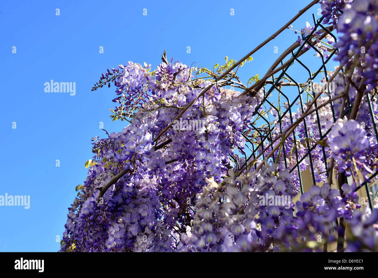 lilac-colored spring flowers Stock Photo
