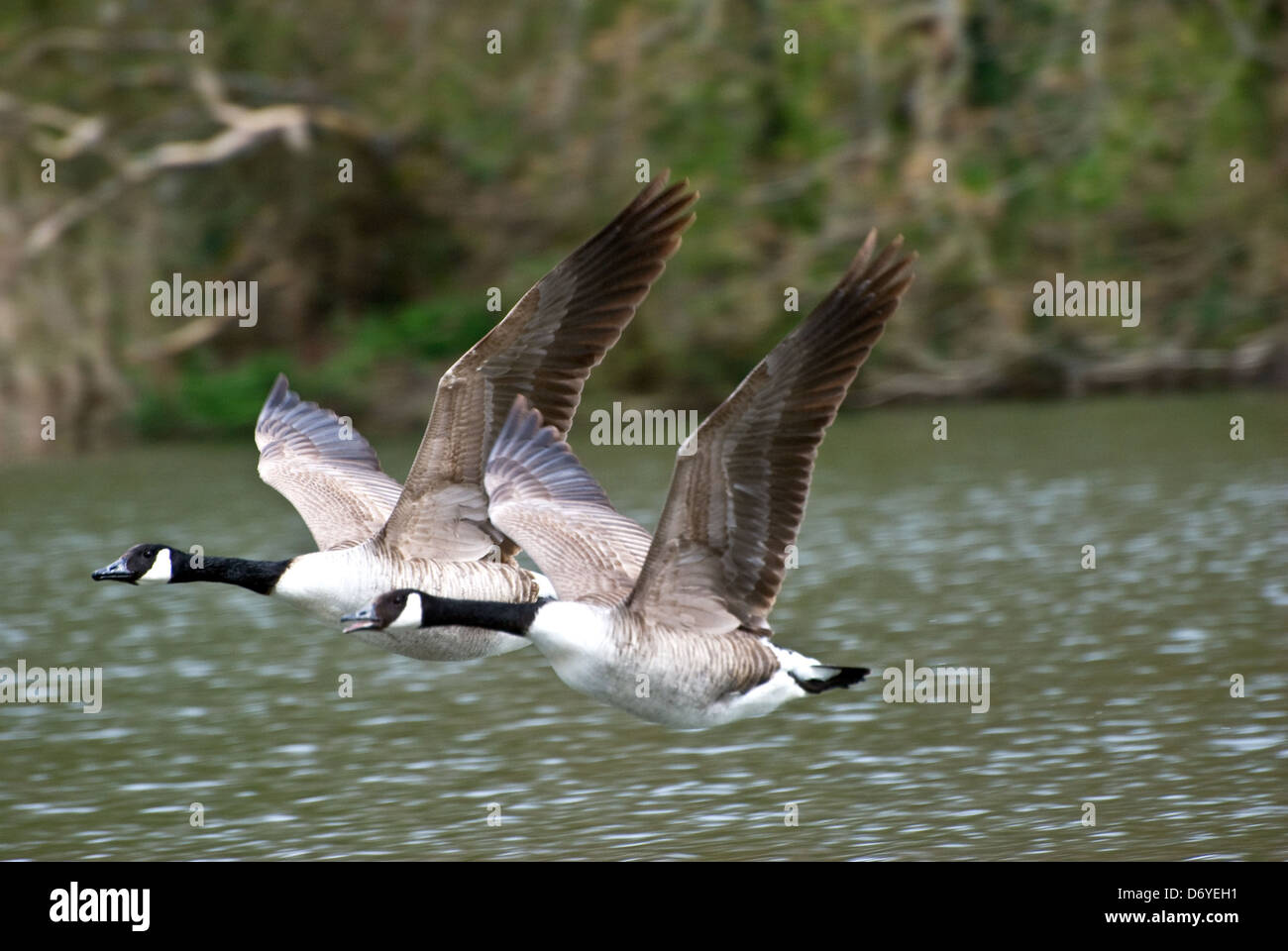 Pair of Canada geese flying together Stock Photo Alamy