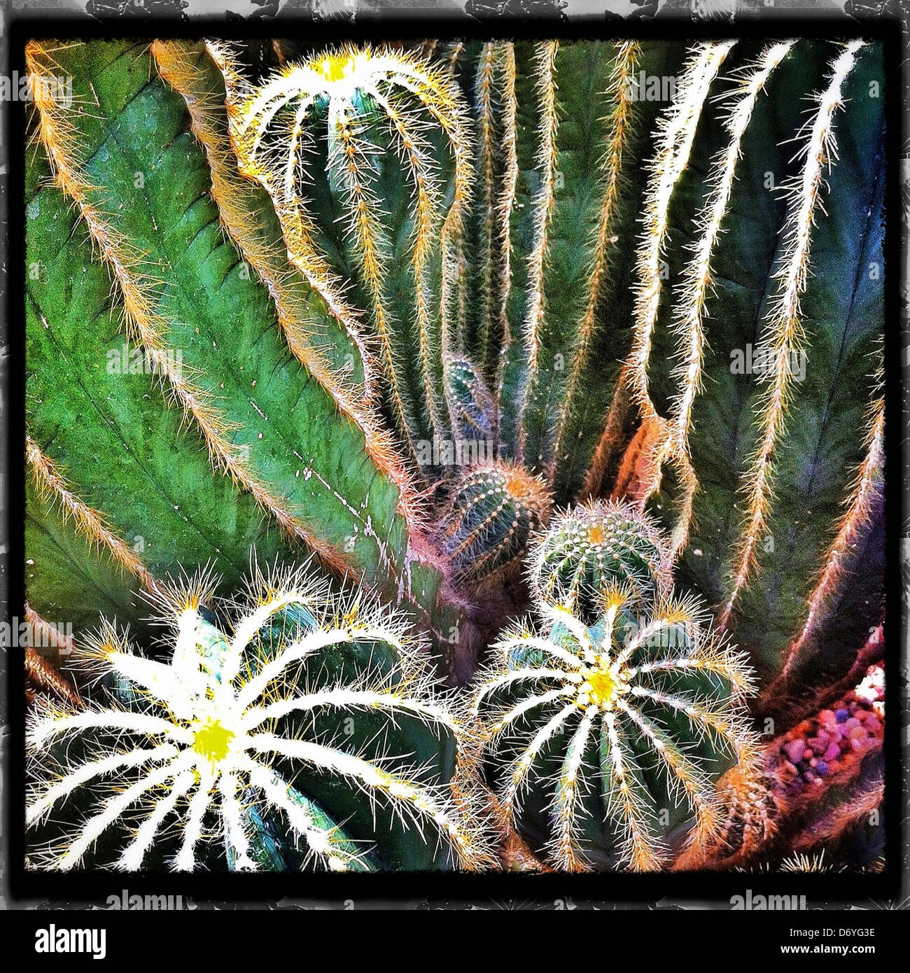 Close up of cacti - Smartphone Captured Stock Image