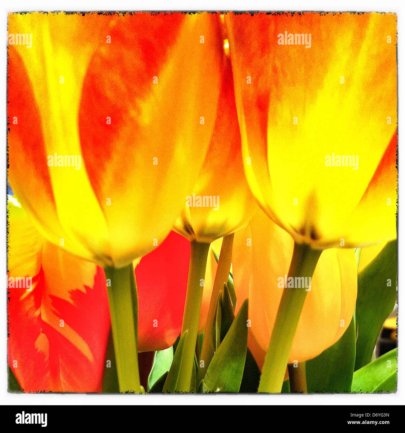 Close up of yellow and red tulips - Smartphone Captured Stock Image