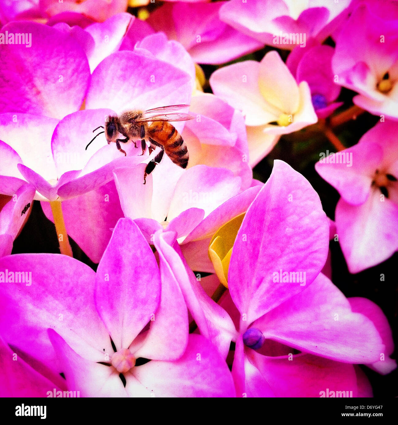 Bee on pink flowers - Smartphone Captured Stock Image