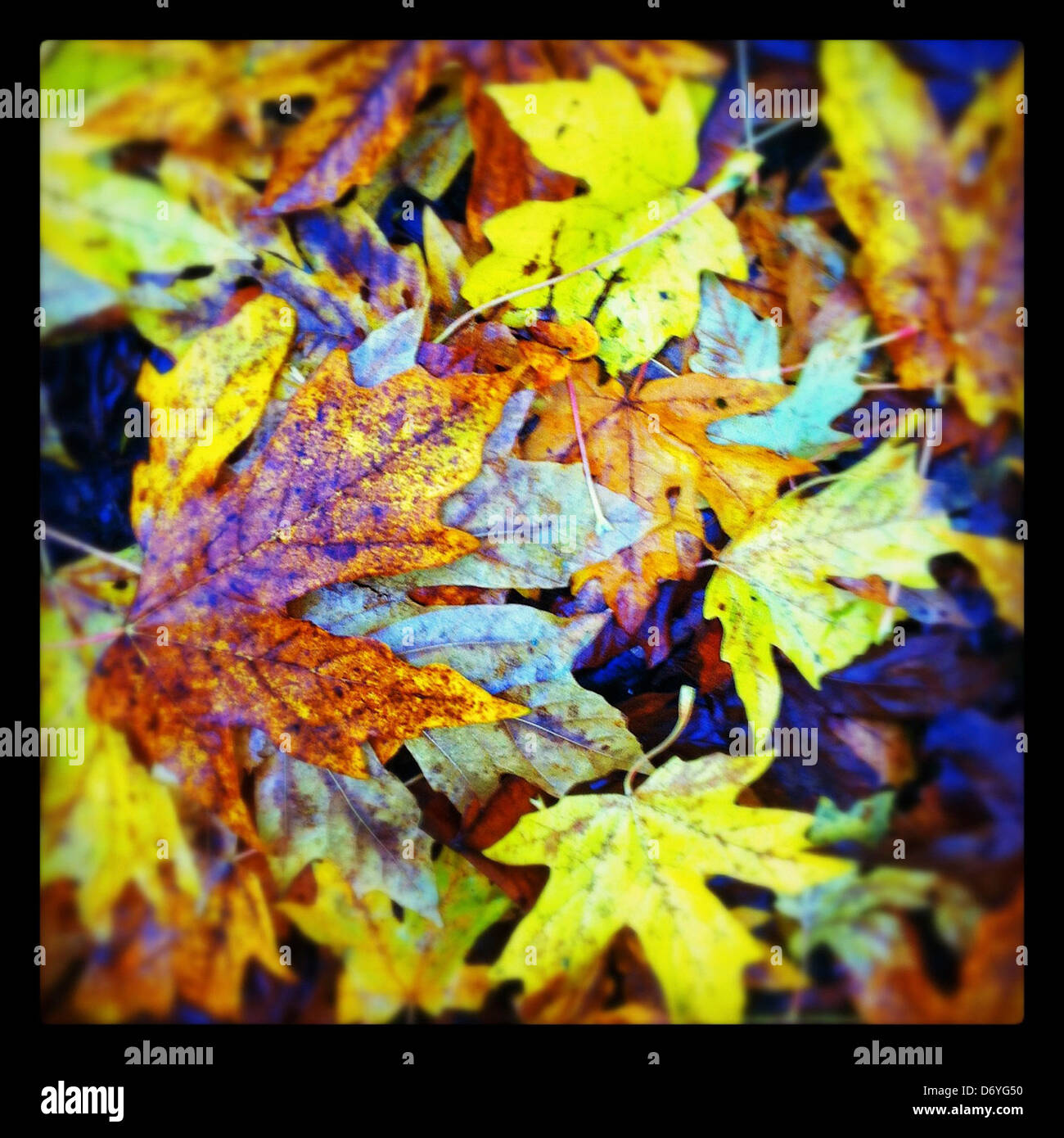 Close up of autumn leaves Stock Photo - Alamy