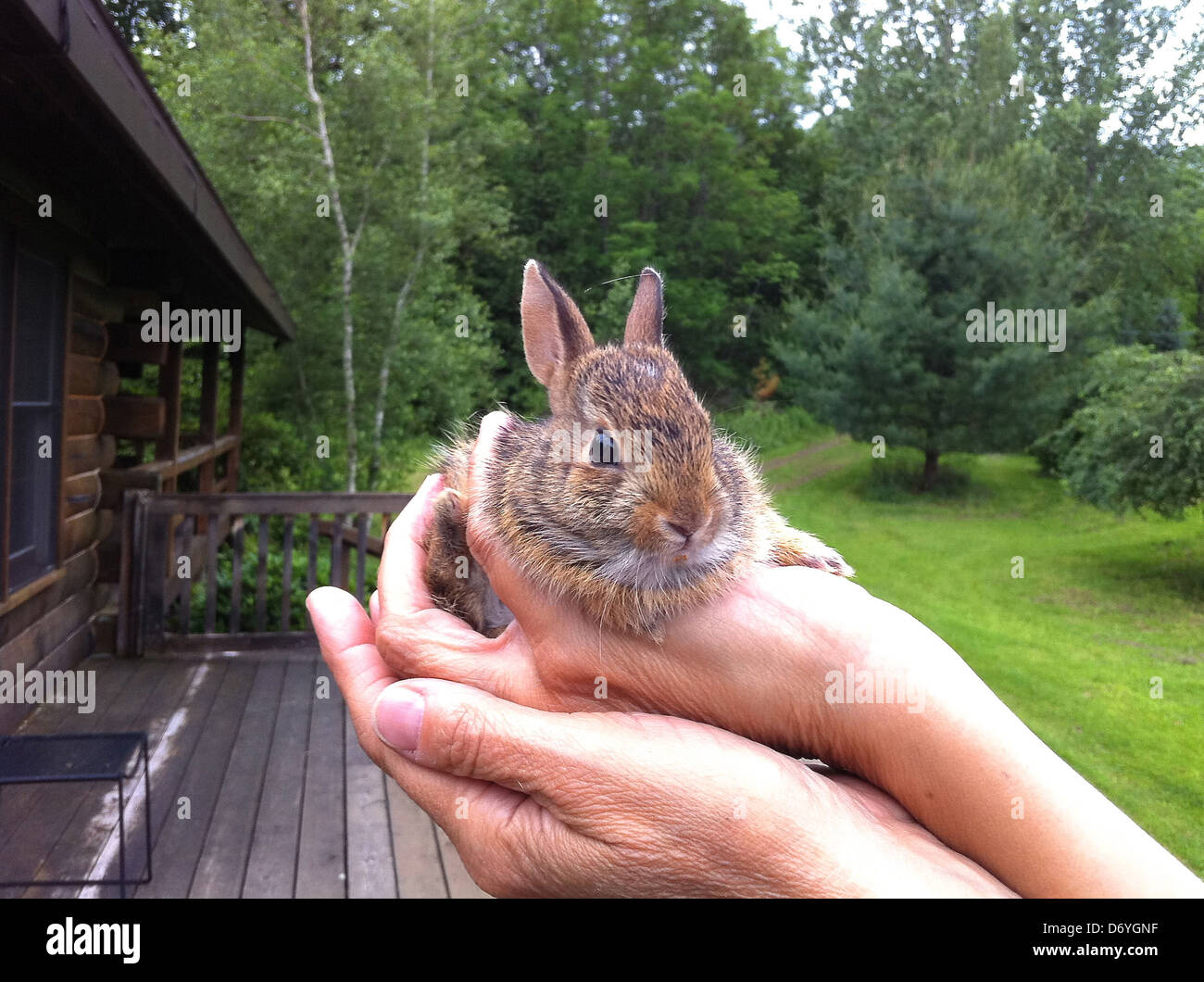 Woman holding small rabbit - Smartphone Captured Stock Image