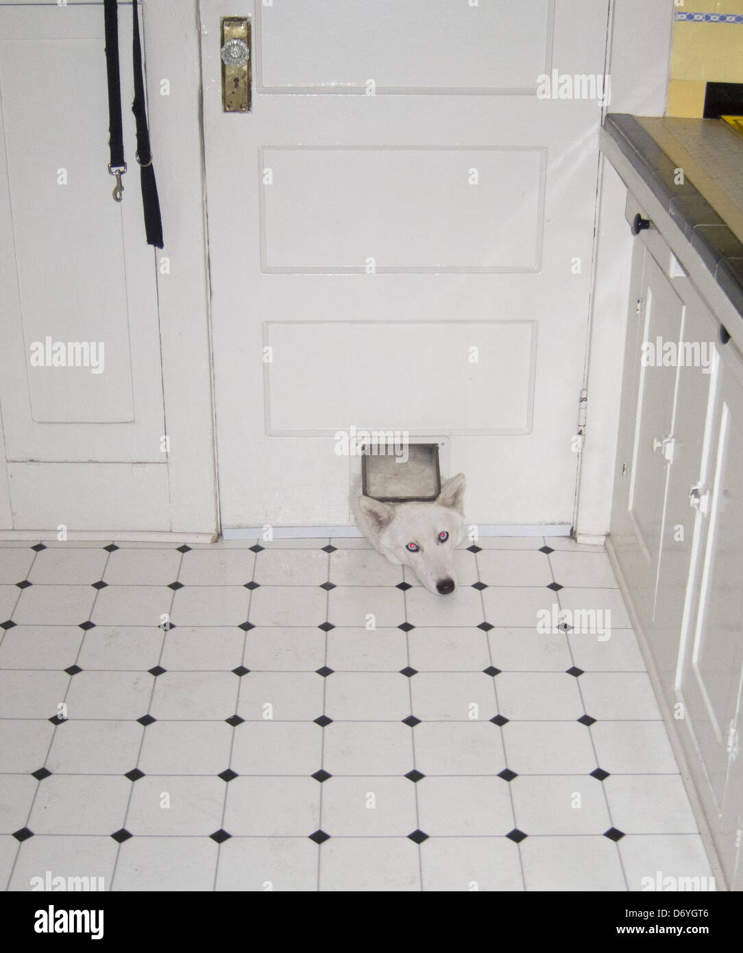 Dog sticking it's head through hole in door - Smartphone Captured Stock Image