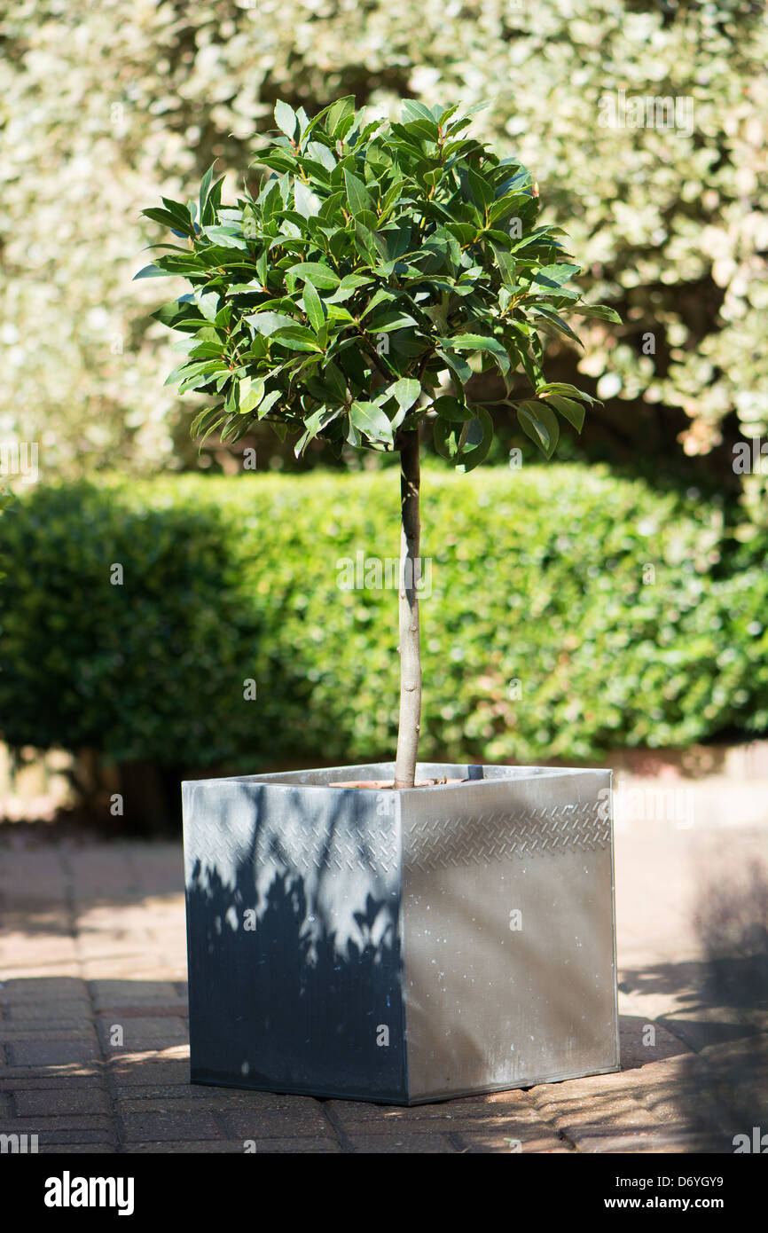 Bay tree pot hi-res stock photography and images - Alamy