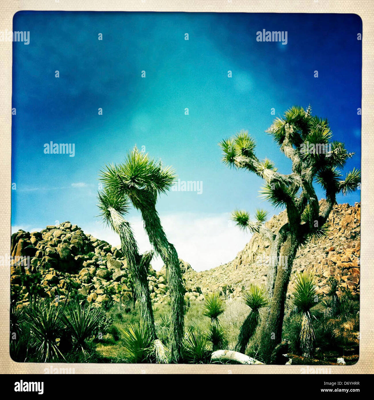 Cactus growing in desert, Joshua Tree, California, United States - Smartphone Captured Stock Image