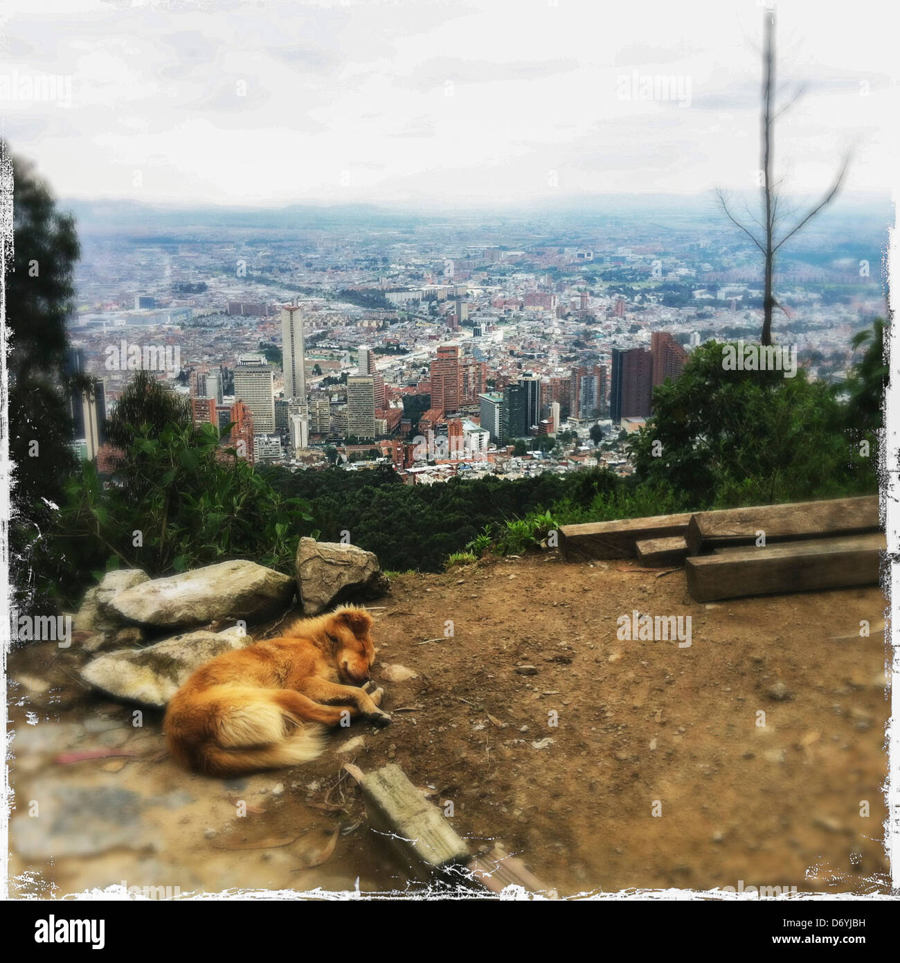 Dog sleeping on hilltop over large city, Bogota, Cundinamarca, Colombia - Smartphone Captured Stock Image