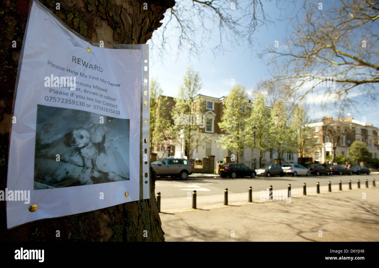 Reward notice for lost dog on tree in North London Stock Photo - Alamy