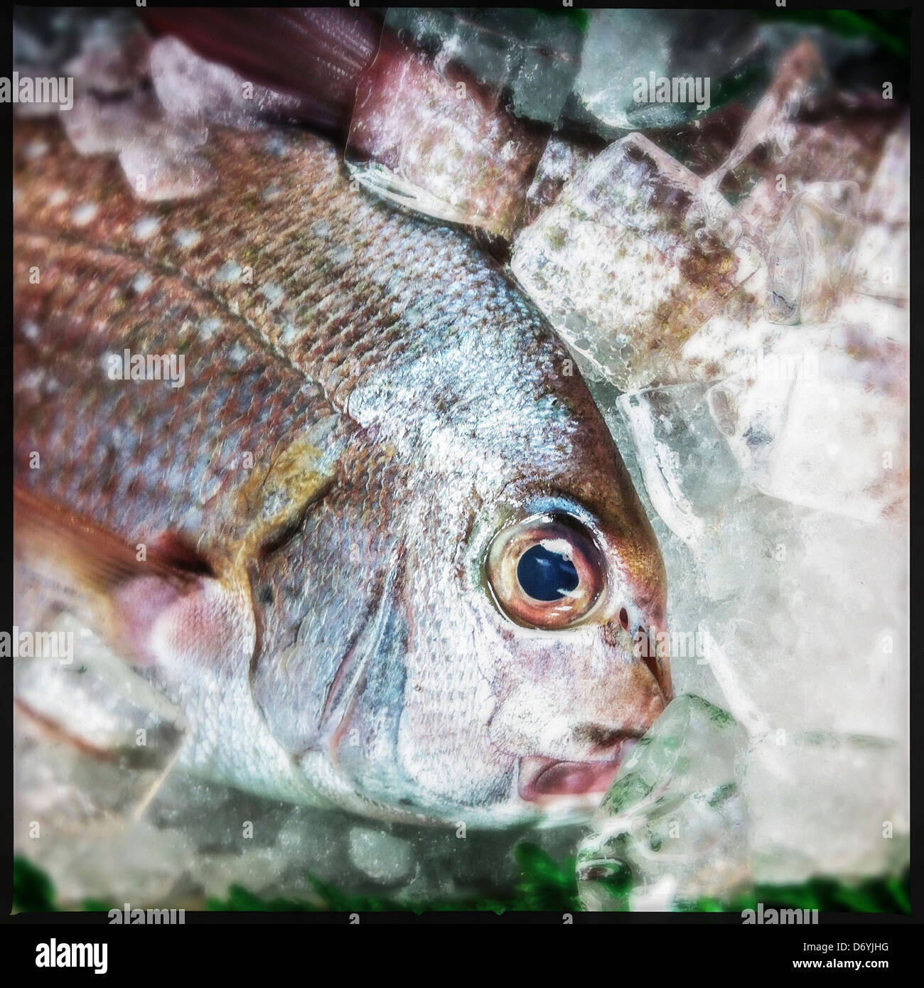 Whole fish on ice - Smartphone Captured Stock Image
