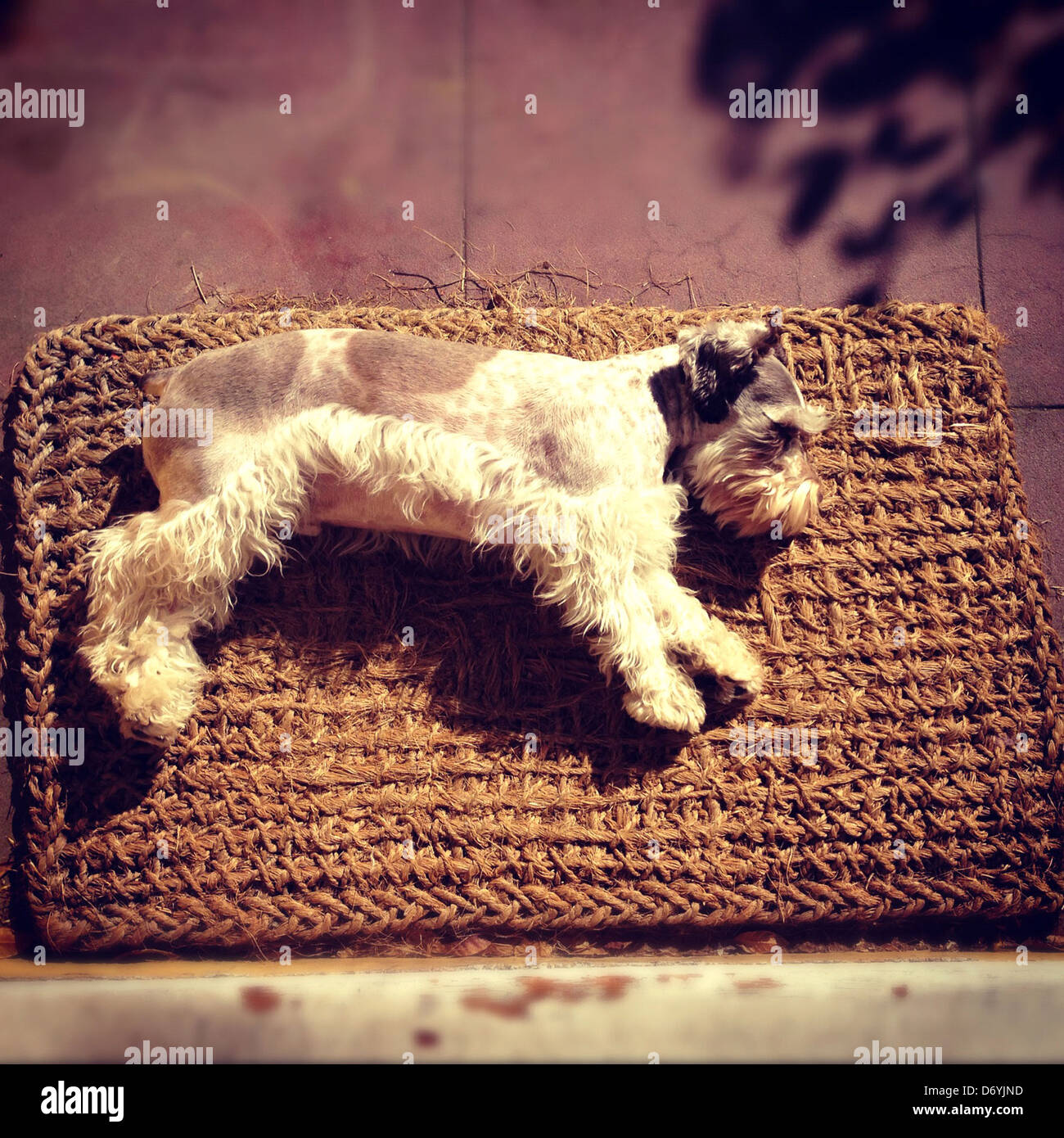 Dog laying on mat in sunshine - Smartphone Captured Stock Image