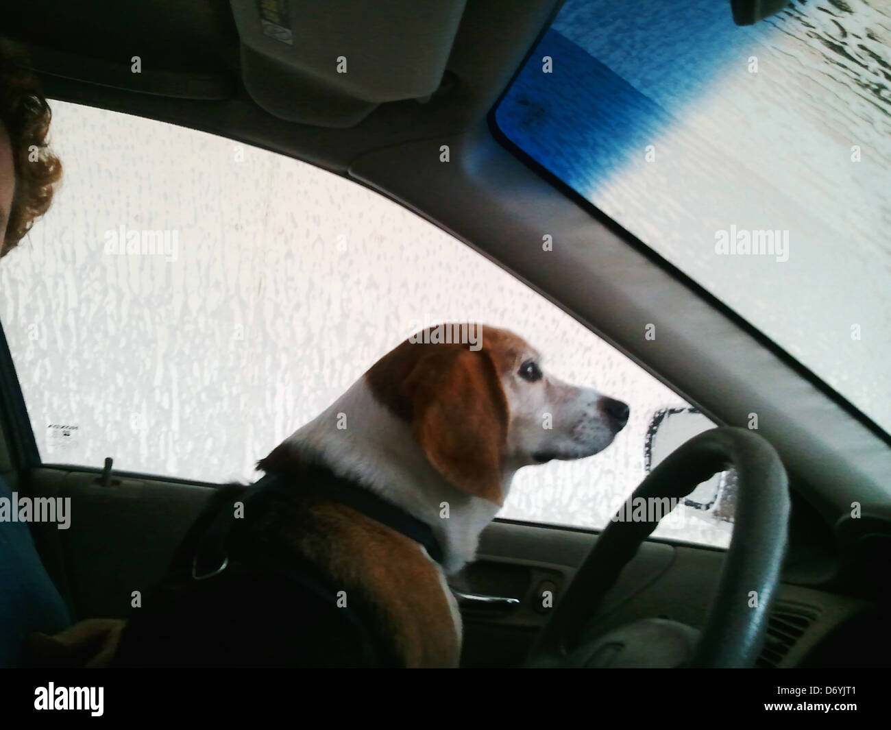 Man washing his dog hires stock photography and images Alamy