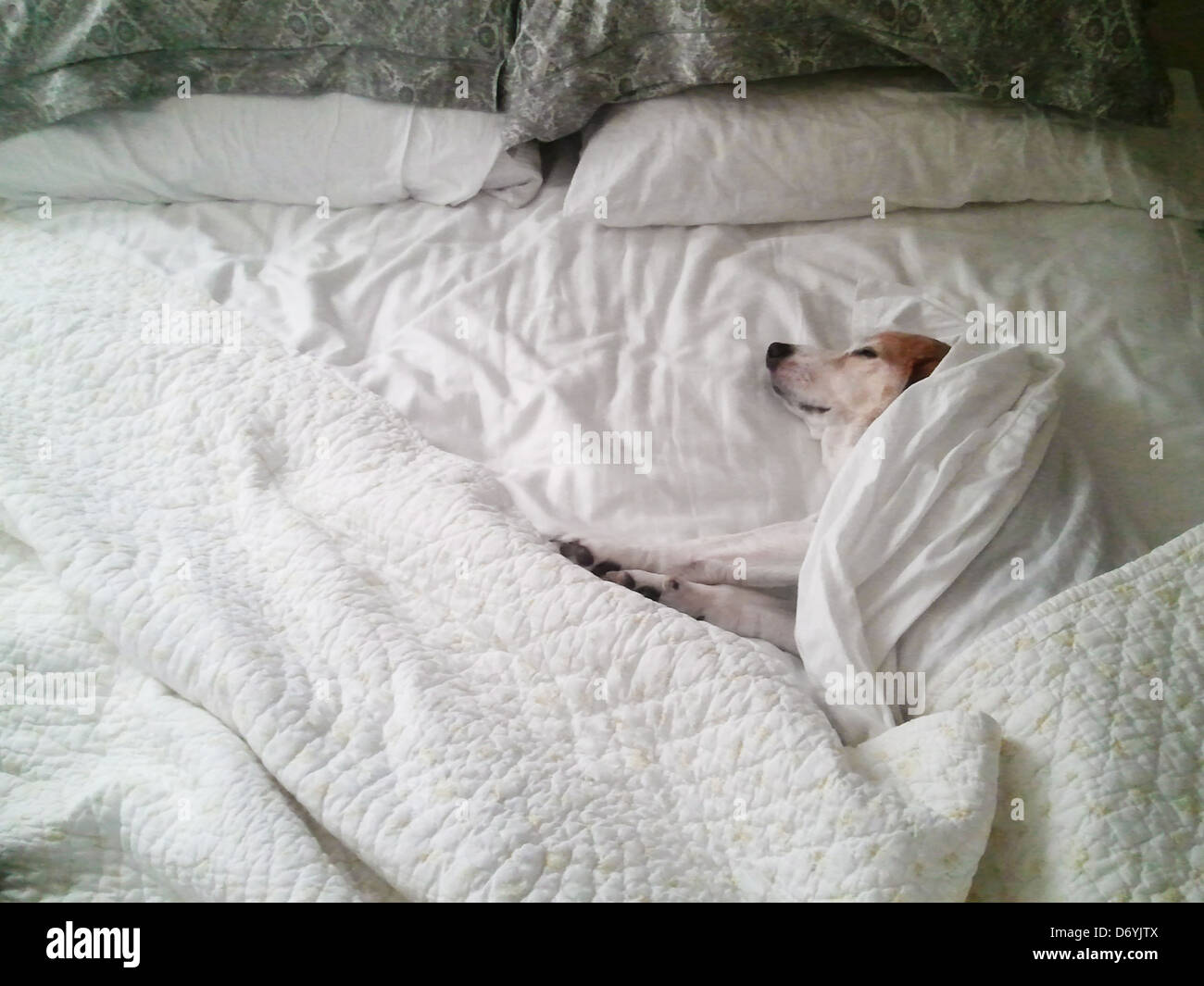 Why Does My Dog Like To Sleep Under Covers