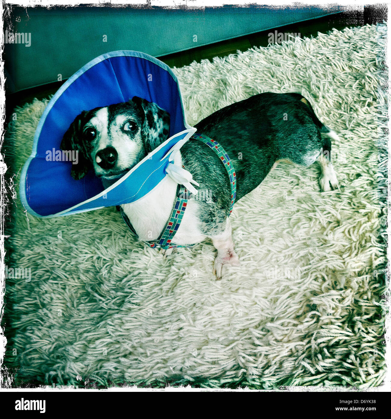 Dog wearing protective cone - Smartphone Captured Stock Image