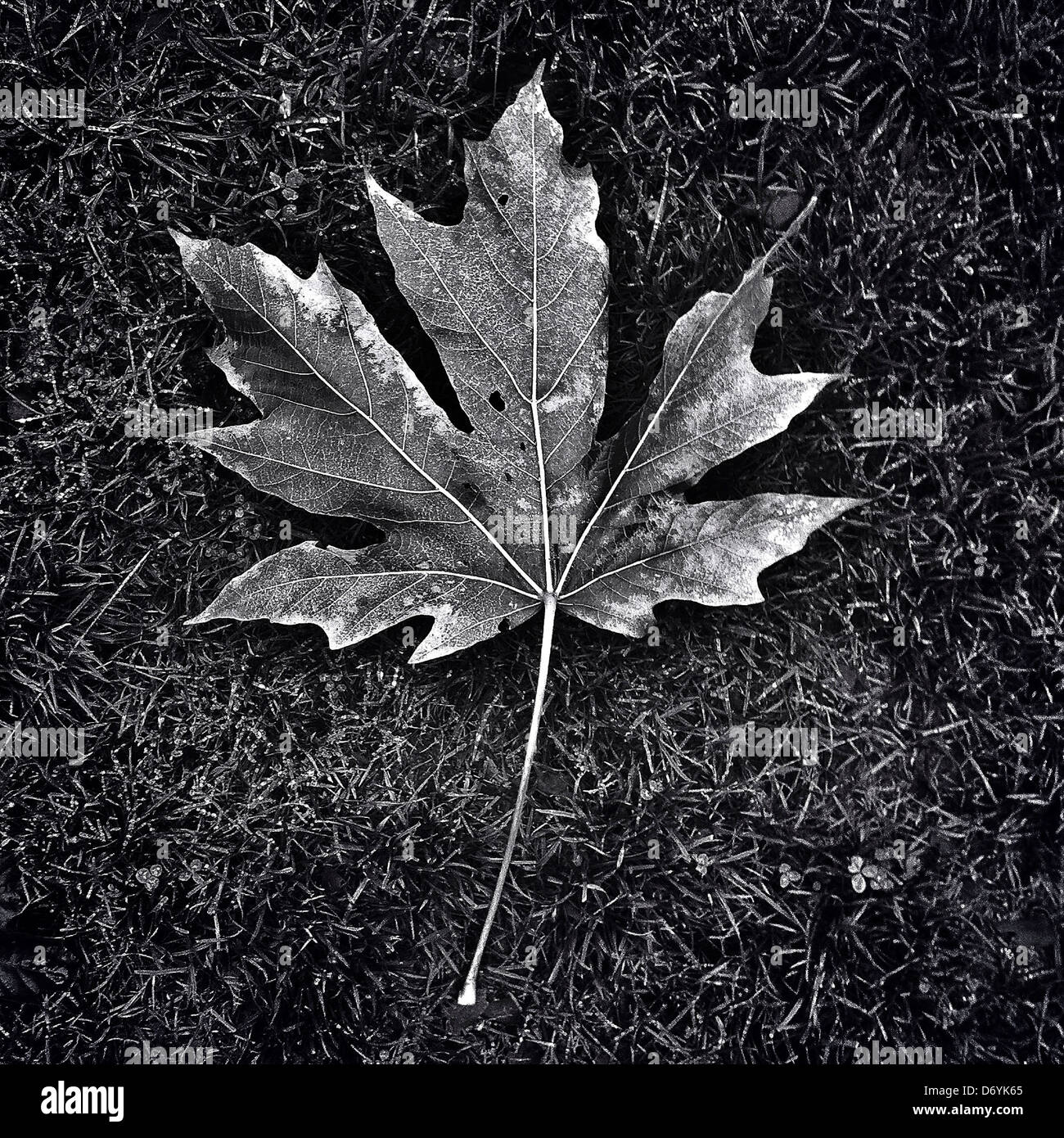 Maple leaf in grass - Smartphone Captured Stock Image