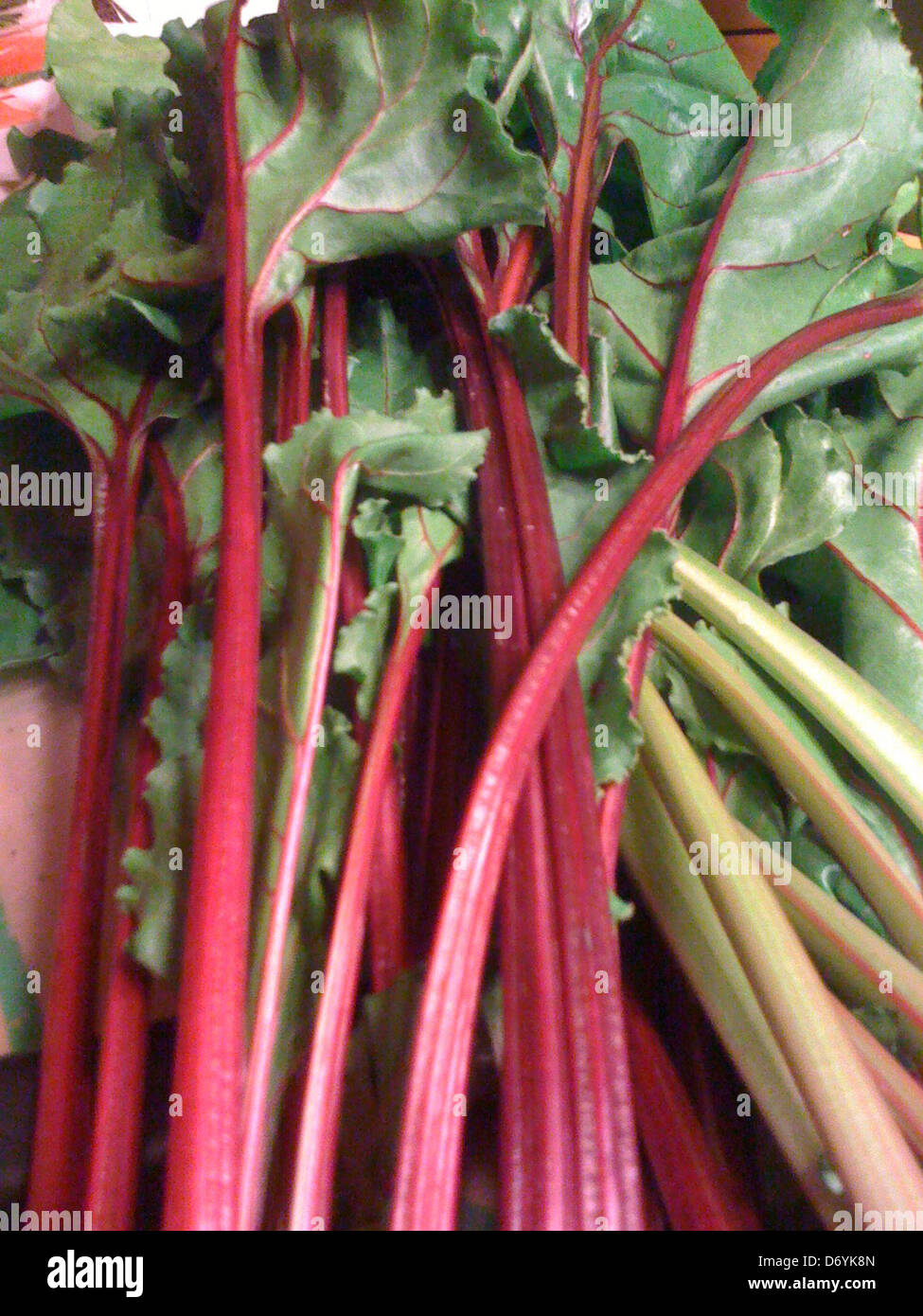 Close up of chard stalks - Smartphone Captured Stock Image