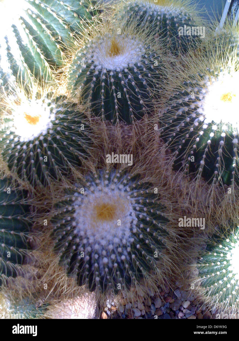 Hairy cactus plants outdoors - Smartphone Captured Stock Image