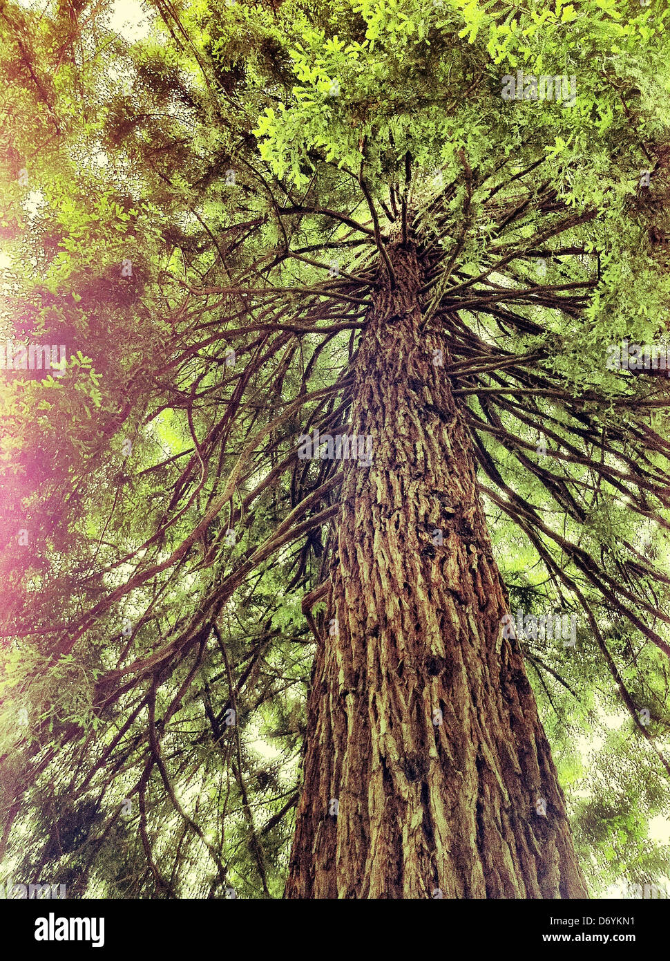 Low angle view of tree in forest - Smartphone Captured Stock Image