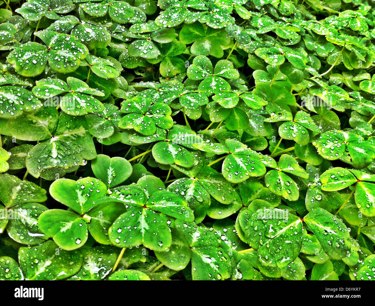 Dewdrops on clover plants - Smartphone Captured Stock Image