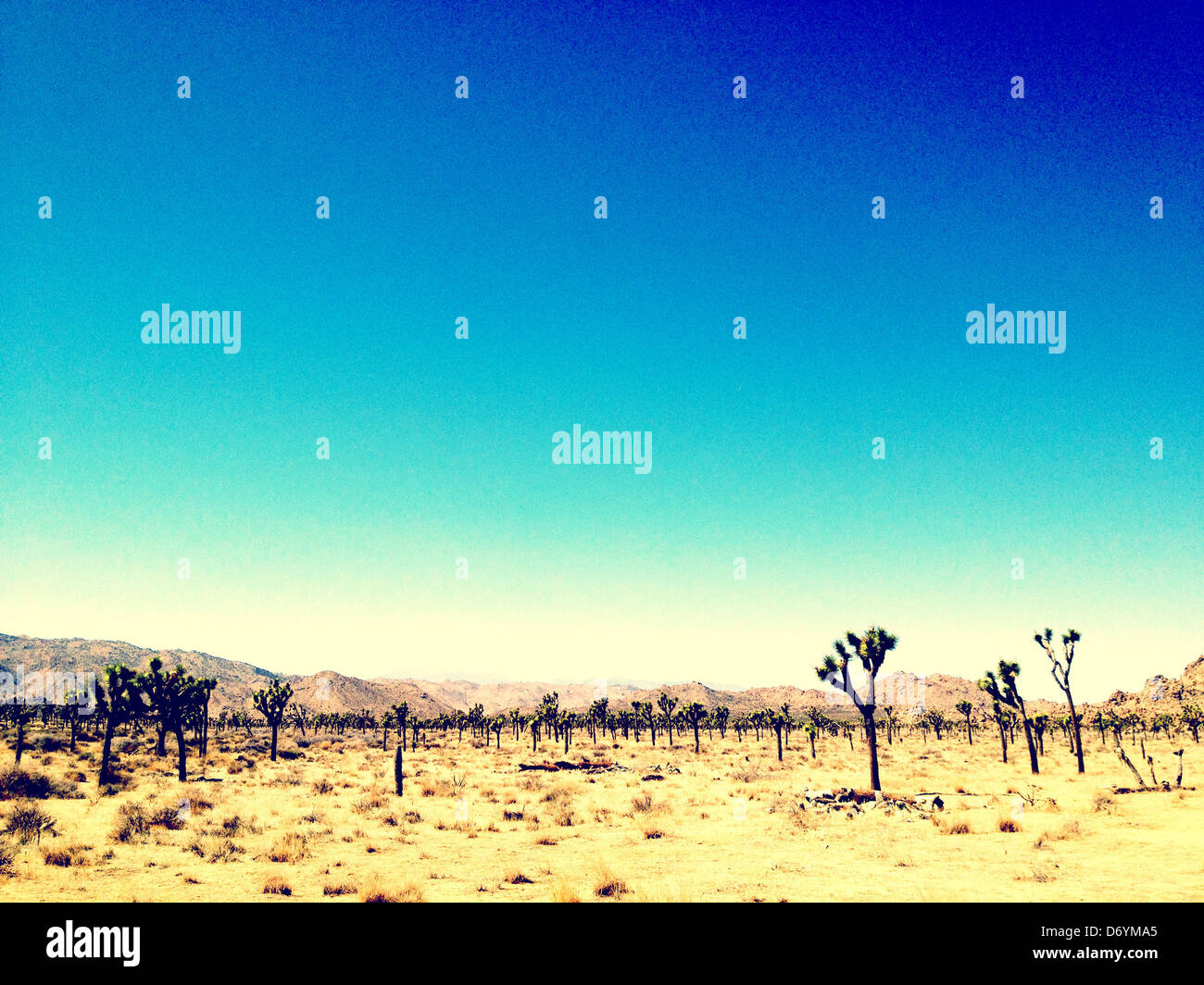 Trees growing in desert landscape, Joshua Tree, California, United States - Smartphone Captured Stock Image