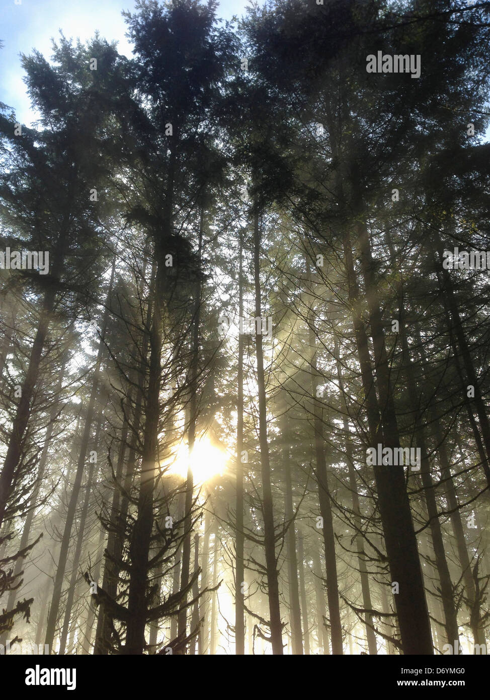 Sun shining through forest trees - Smartphone Captured Stock Image